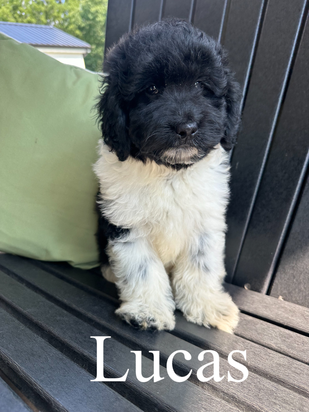 Lucas (blue collar)  1